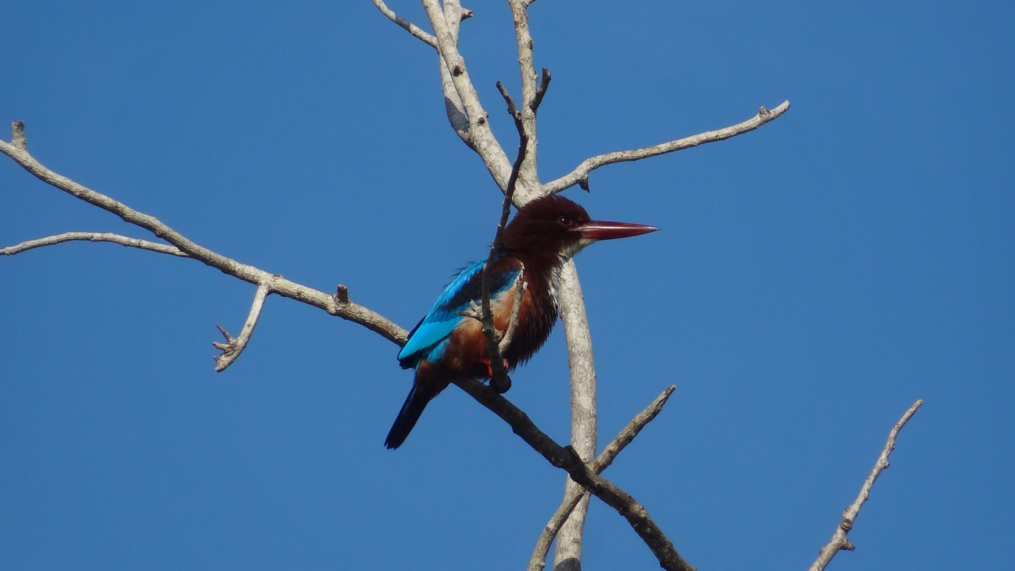 KINGFISHER ALONG THE KERALA BACKWATERS.